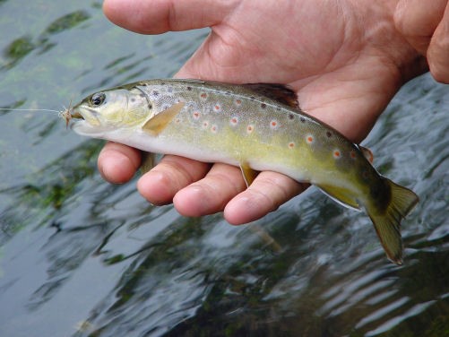 reproduction de la truite - pêche 61