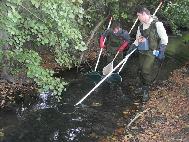 indice abondance truites - pêche 61