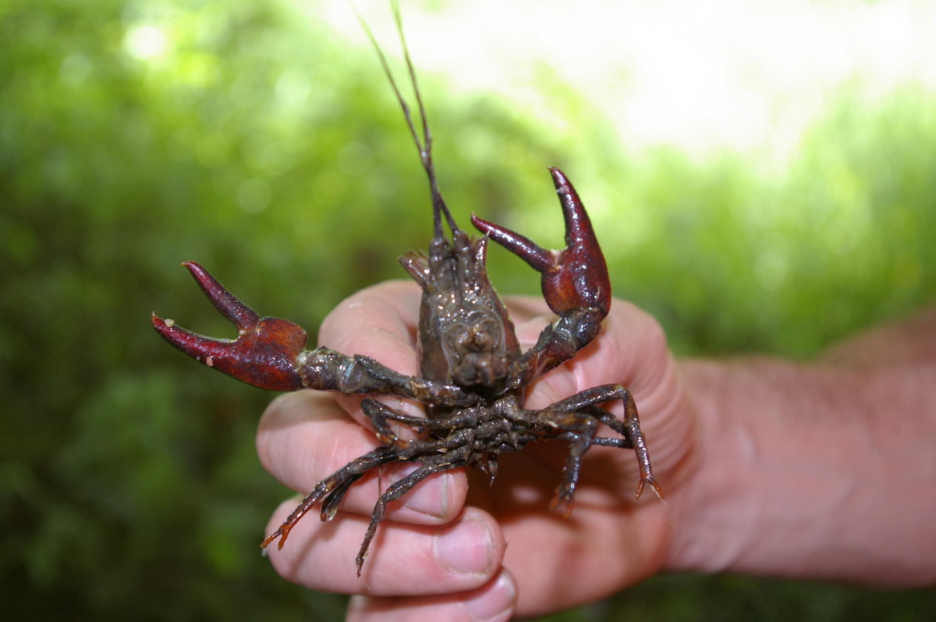 Le Sarthon 2014 Fédération de pêche de l'Orne