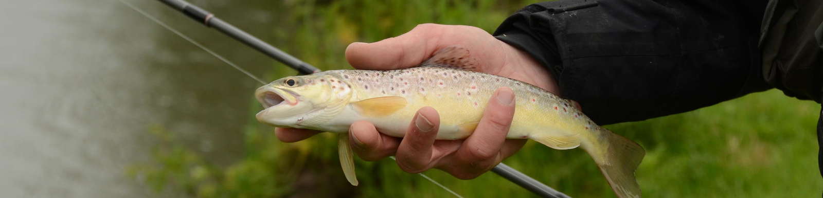 Pêche de la truite sur la rivière Vie - Fédération de pêche de l'Orne