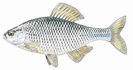 Poissons d'étang - Quels sont les poissons d'étang et de rivière